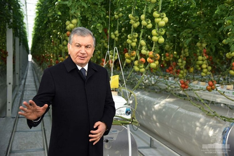 Presidents of Uzbekistan visited an innovative greenhouse complex in Khorezm region
