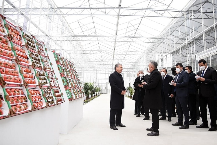 The President of Uzbekistan visited the enterprise, which is turning into a modern agro-industrial complex from a greenhouse