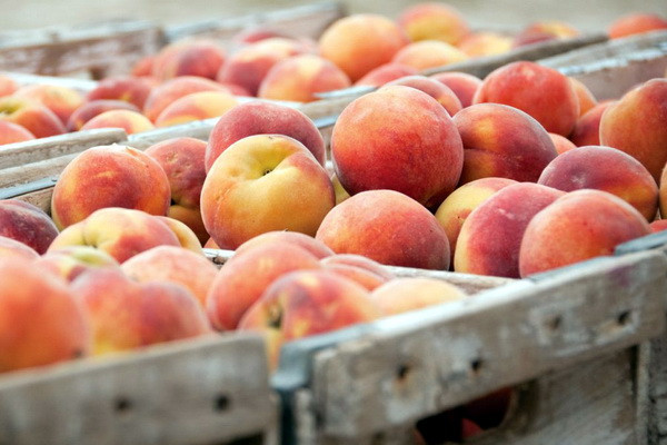 Uzbekistan exports 8,900 tons of peaches