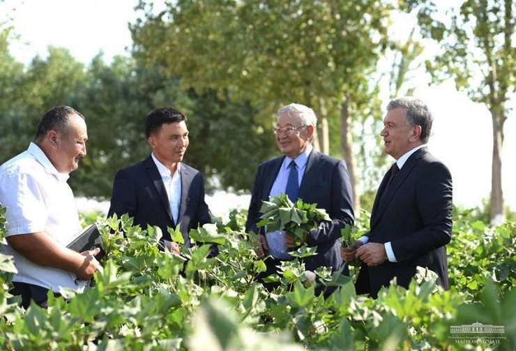 SHAVKAT MIRZIYOYEV FAMILIARIZES WITH THE STATE OF COTTON CULTIVATION
