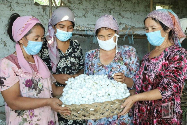 Altinkul receives the third crop of silkworms