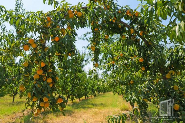 Namangan exports fruits to Kazakhstan worth 8,9 thousand
