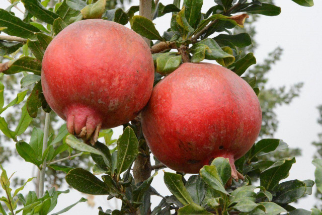 Quva exports 3 thousand tons of pomegranates