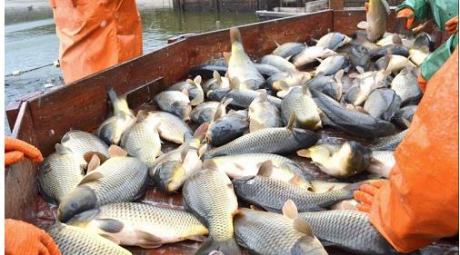 Almost 12% more fish were caught in Uzbekistan in the first half of the year