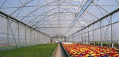 Dutch greenhouses in Kashkadarya