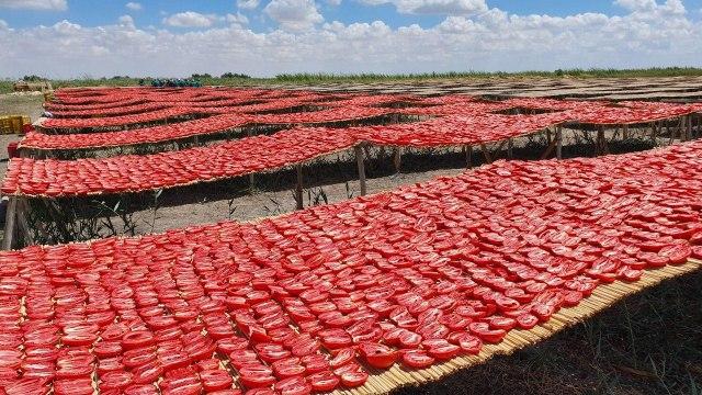 Uzbekistan exports 72 tons of dried tomatoes to France