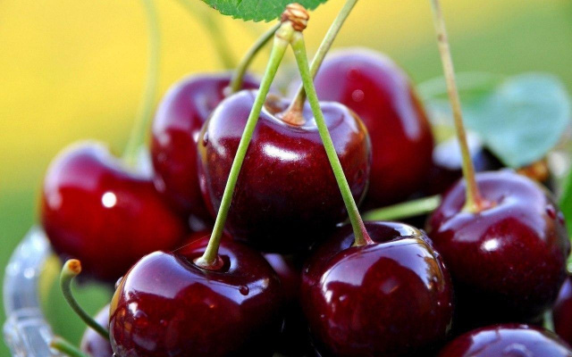 Uzbekistan exports cherries to 18 countries