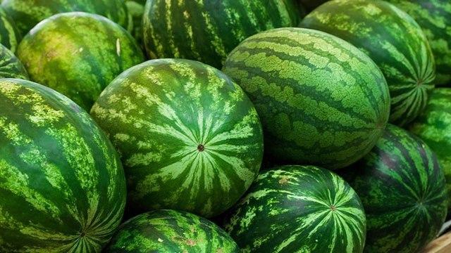 Uzbekistan exports more than 2 thousand tons of watermelons