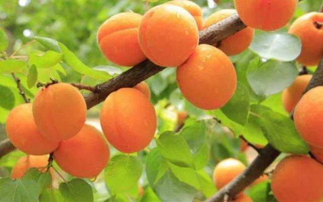 Uzbekistan is one of the first in the world by apricot production