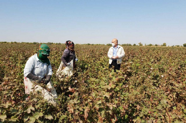 Uzbekistan senators continue to monitor the cotton harvest