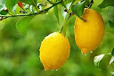 Ўзбекистон 2020 йилда 8,6 миллион долларлик лимон экспорт қилган